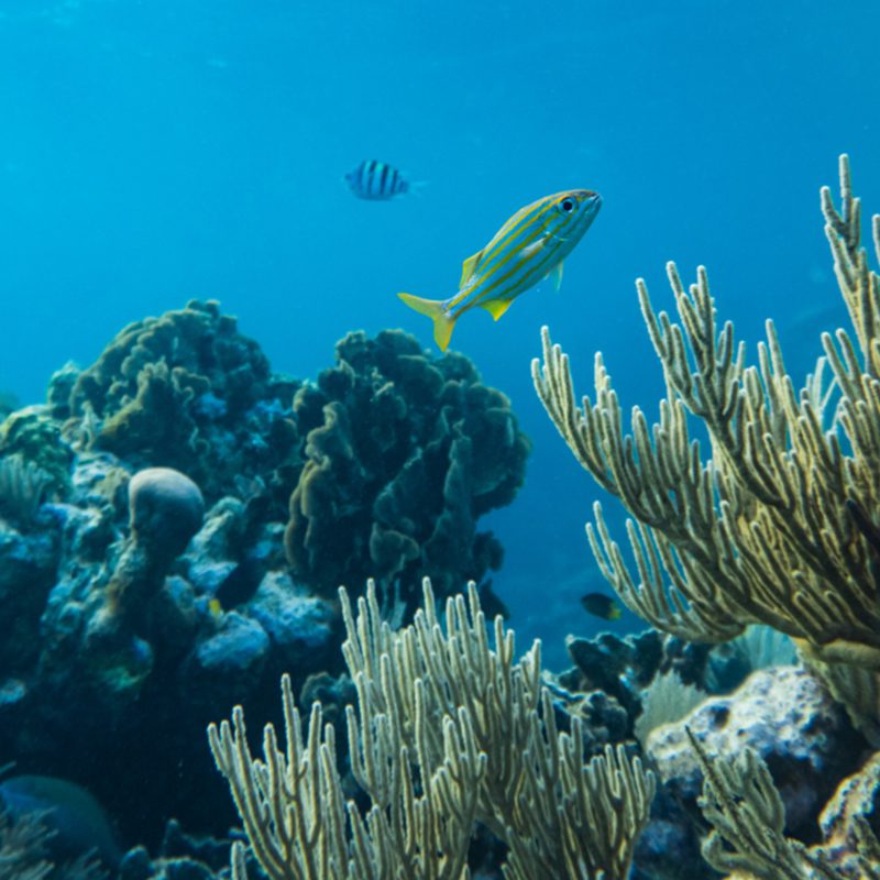 Fishes swimming in coral reefs