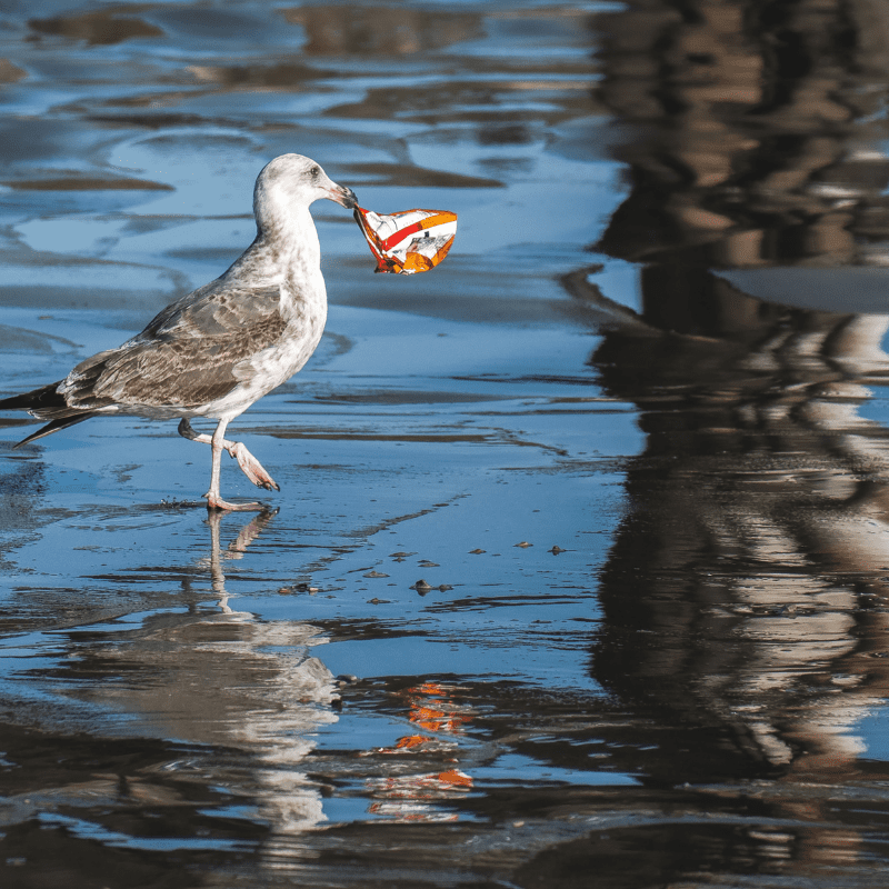 bird with a piece of plastic packaging in its beak