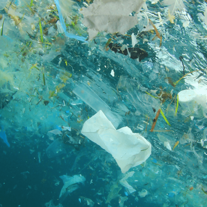 the presence of plastic in marine organisms